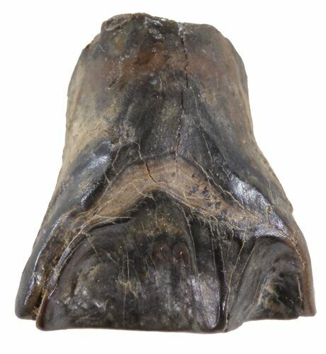 Leptoceratops Tooth - Montana #58493
